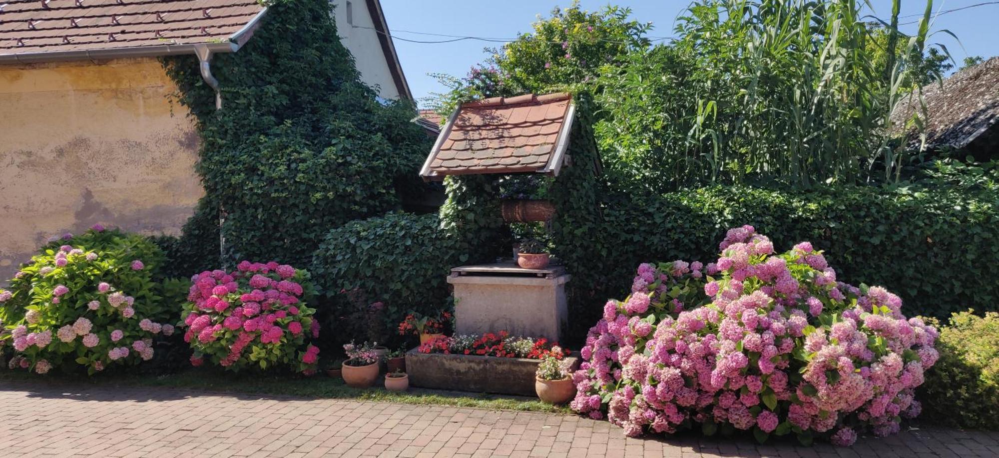 Korona Panzio Bed & Breakfast Balatonbereny Exterior photo